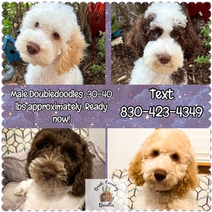 medium goldendoodles BC 4