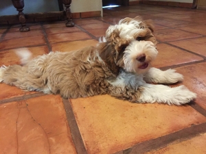 mini perfect Labradoodle puppies 2