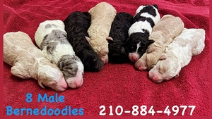 bernedoodle standard puppies
