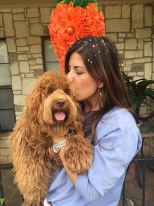 Australian Labradoodle Multigen 3-19 1