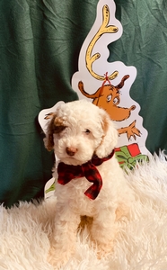 delilah mini Labradoodles 5