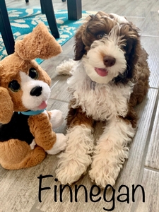 Labradoodle Ceecee & Fynn 1
