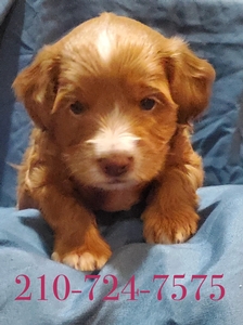 Coco 1