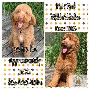 BC Red Goldendoodles 1