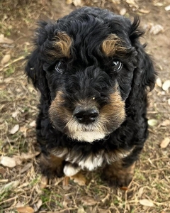 bernedoodle standard puppies 2