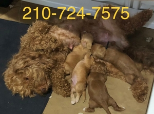 mini perfect Labradoodle puppies 4