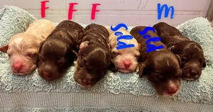 sunni litter1 2