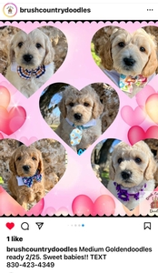 medium goldendoodles BC 2