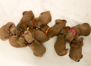 mini goldendoodle Izzy & Fletcher 2