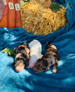 delilah mini Labradoodles 3