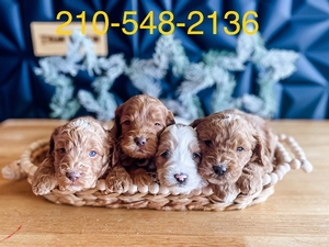 labradoodle litter by Texandoodles