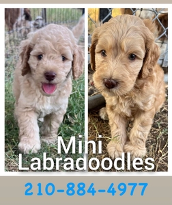 kobee Labradoodle puppies 2