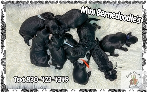 mini bernedoodles  1