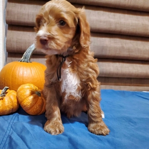 mini perfect Labradoodle puppies 5