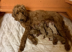 Australian Labradoodle Sandy Charlie 1