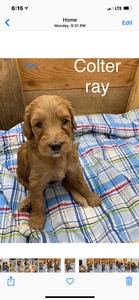 Australian Labradoodle Sandy Charlie 6