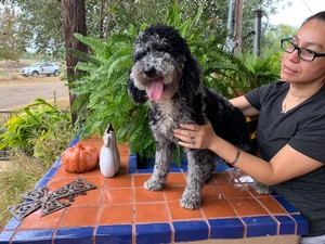 delilah mini Labradoodles 1