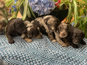 Australian Labradoodle Multigen 3-19 4