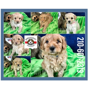 tiny goldendoodle puppies 1