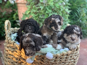 Australian Labradoodle Multigen 3-19 6