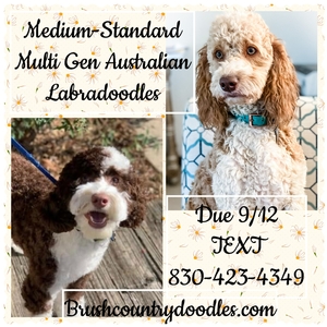 Christmas Labradoodles BC 1