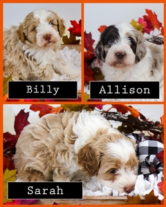 pam’s 9/2022 litter 2