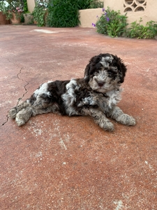 Australian Labradoodle Multigen 3-19 8