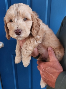 kobee Labradoodle puppies 4