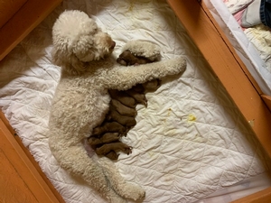 Ginger medium Goldendoodles 1