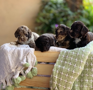 Australian Labradoodle Multigen 3-19 5