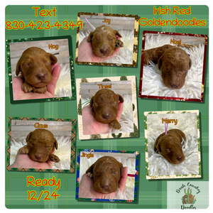 Golden doodles, Irish, red BC 1