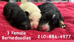 bernedoodle standard puppies