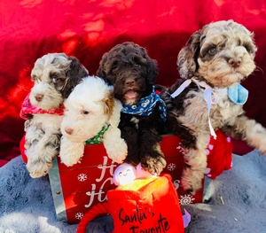 delilah mini Labradoodles 4