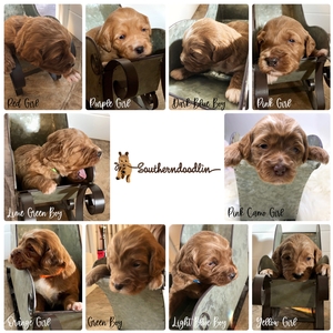 mini goldendoodle Izzy & Fletcher 4