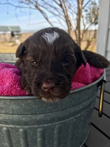 australian labradoodle puppies jewel and griffin 2