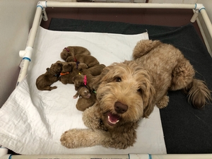 mini goldendoodle Izzy & Fletcher 3