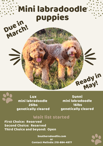 sunni litter1 1