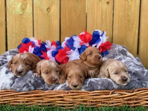 Australian Labradoodle Sandy Charlie 4
