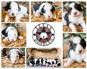 Td Sheepadoodle puppies 1