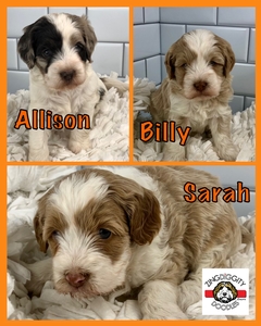 pam’s 9/2022 litter 1