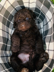 Finn 4
