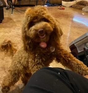 mini perfect Labradoodle puppies 1