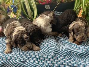 Australian Labradoodle Multigen 3-19 2