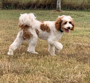 mini goldendoodle Izzy & Fletcher 1