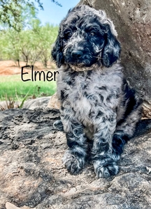 Ellie*Monty goldendoodle 2