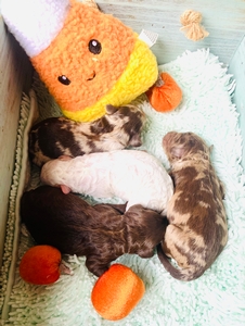 delilah mini Labradoodles 2