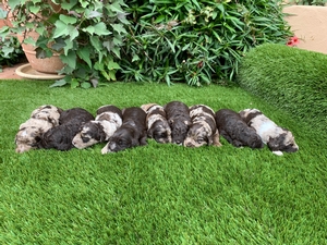 Australian Labradoodle Multigen 3-19 3