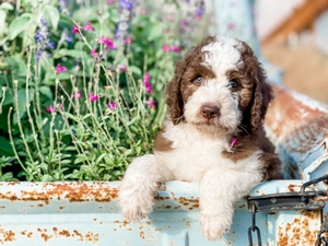 Sheepadoodle boy 8 1