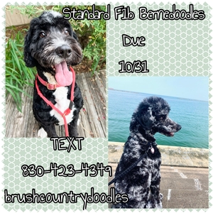 F1B standard Bernedoodle puppies 1