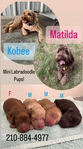 kobee Labradoodle puppies 1